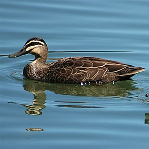 Dabbling Ducks