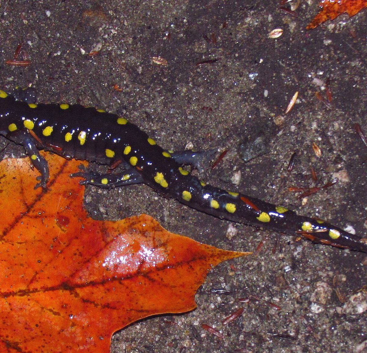 Yellow-spotted Salamander