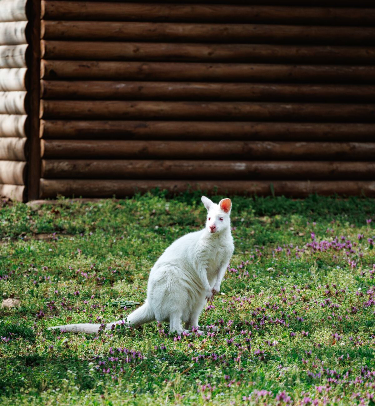 Albino Wallaby