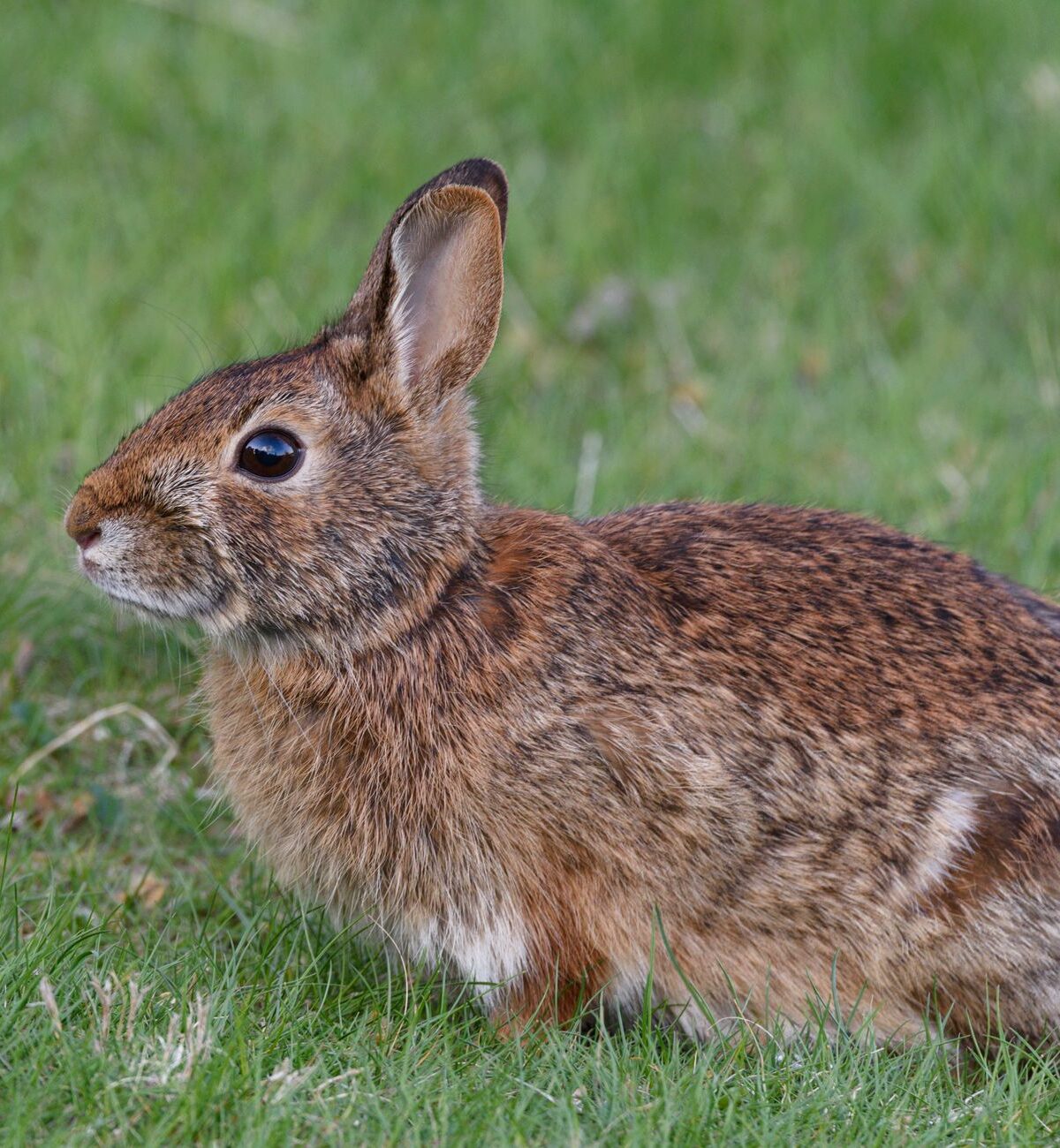 Eastern Cottontail