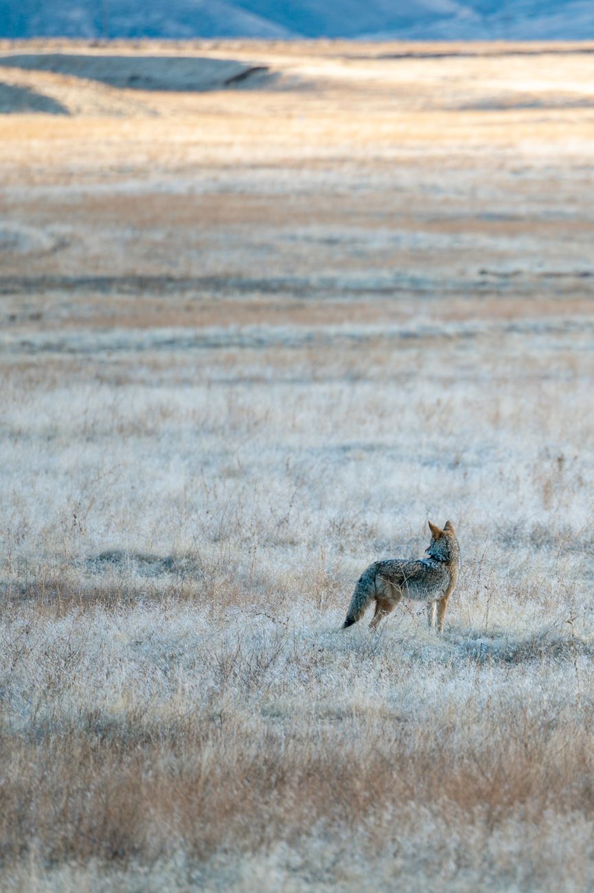 Eastern Coyote