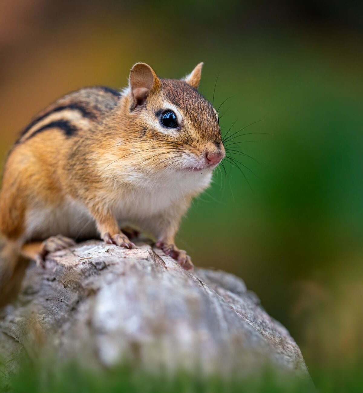 Eastern Chipmunk