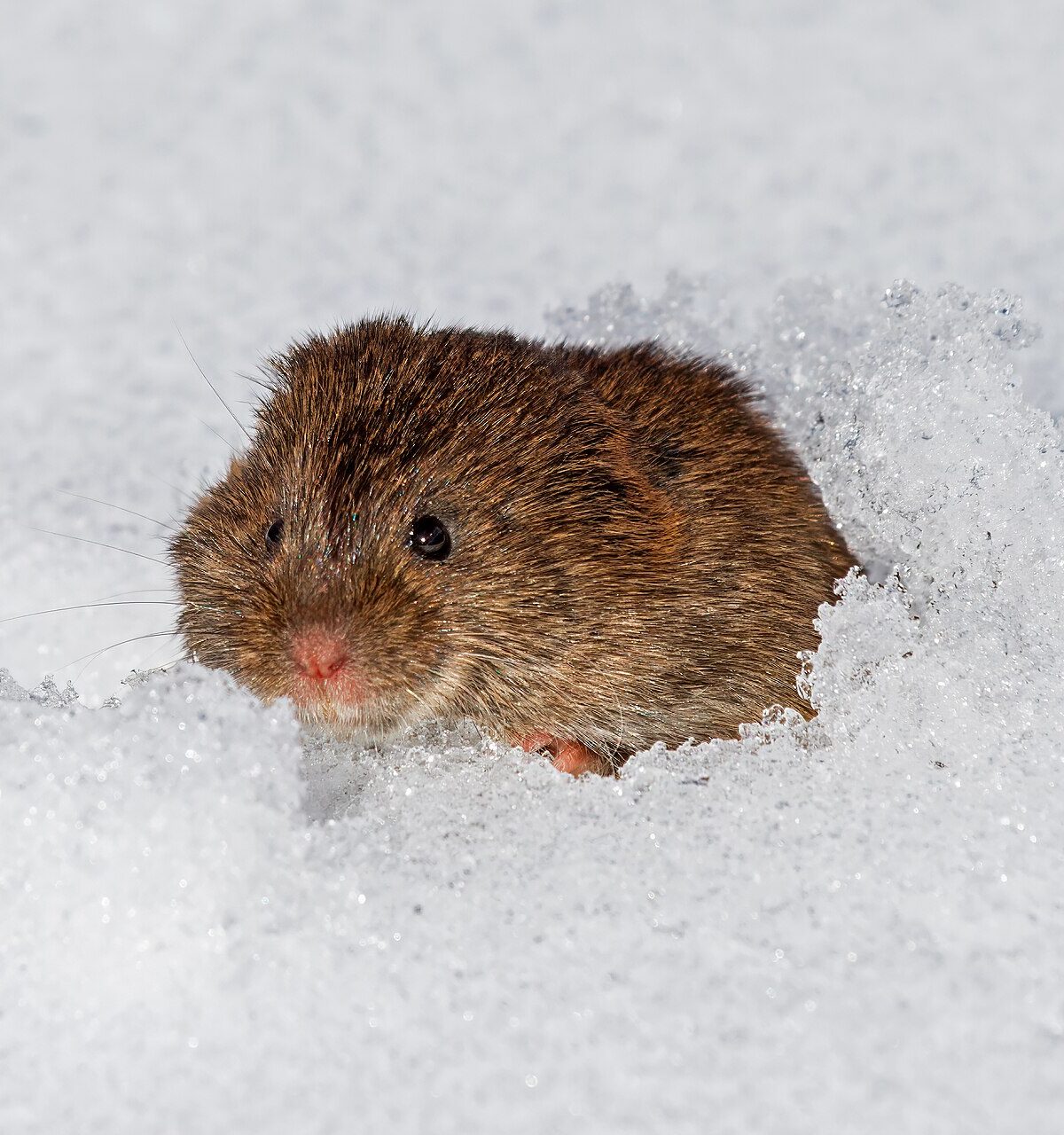 Meadow Vole