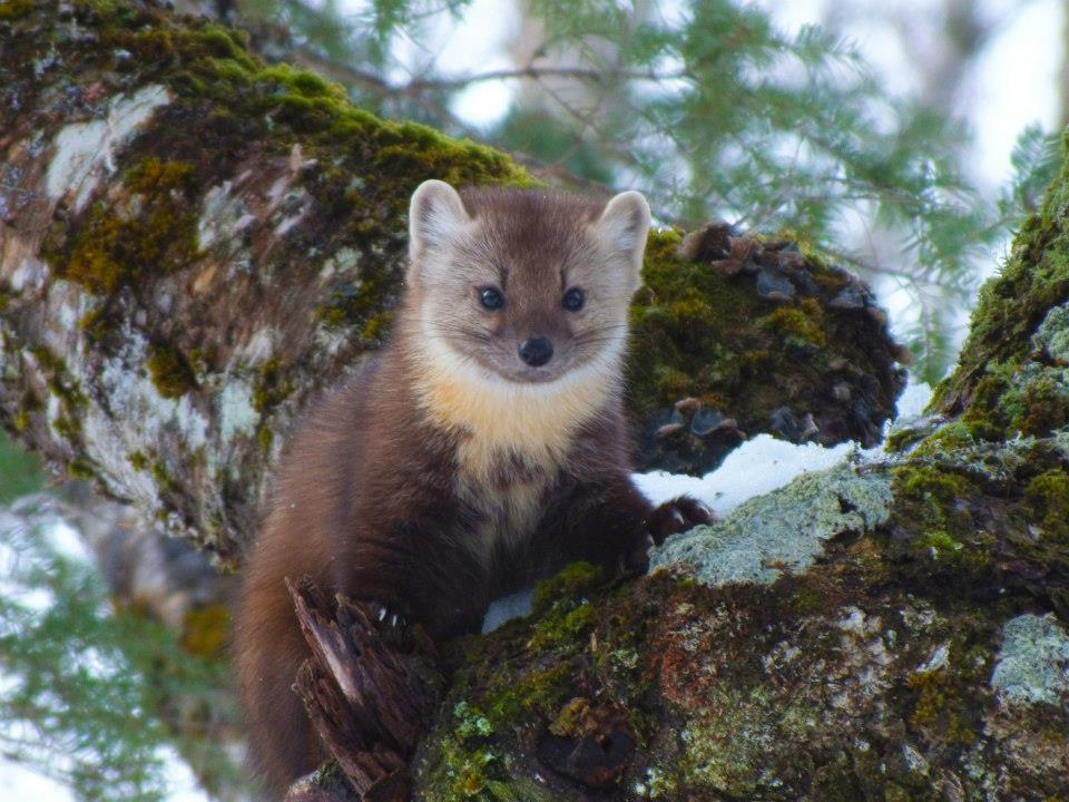 Newfoundland Marten