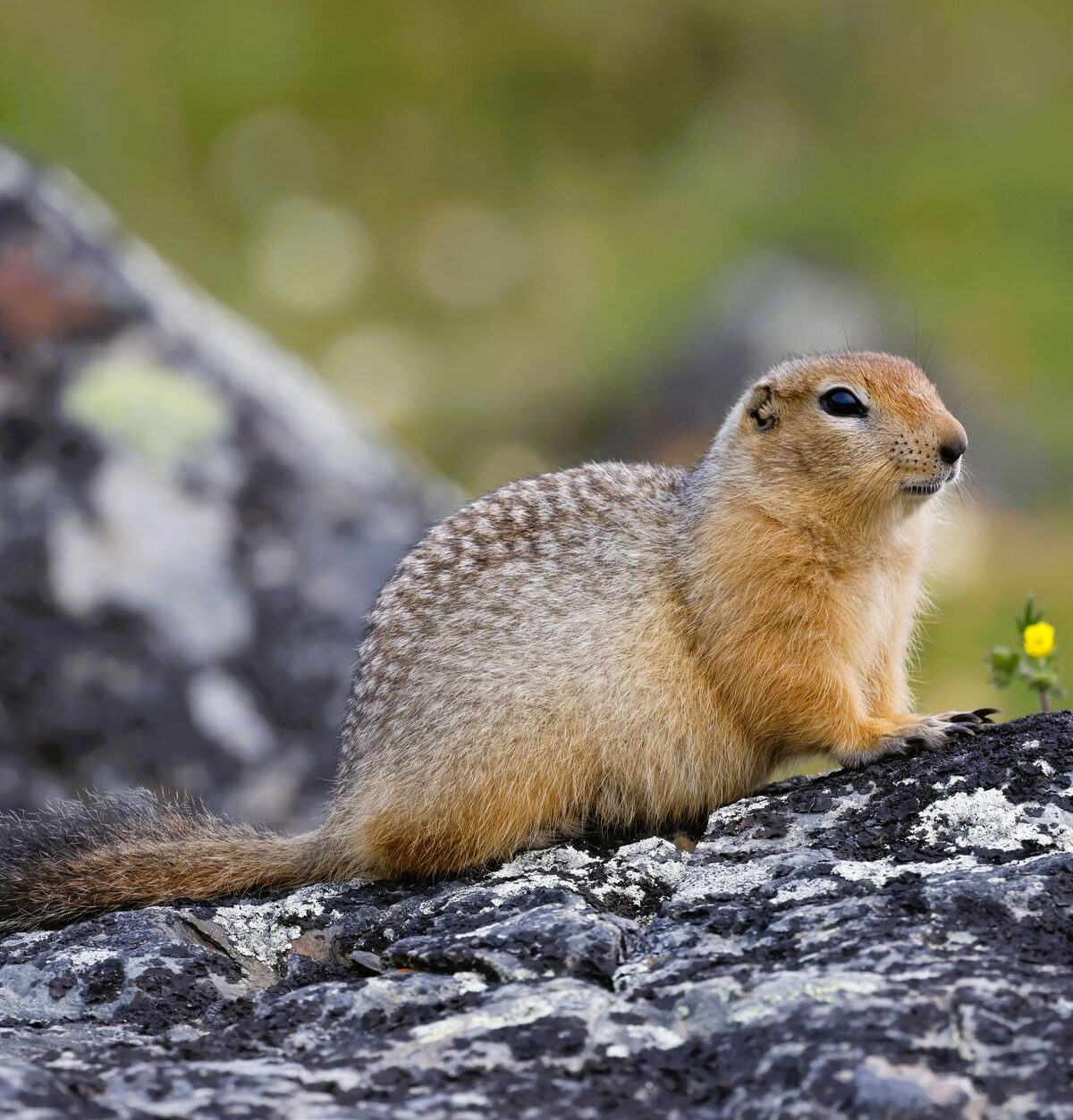 Arctic Ground Squirrel