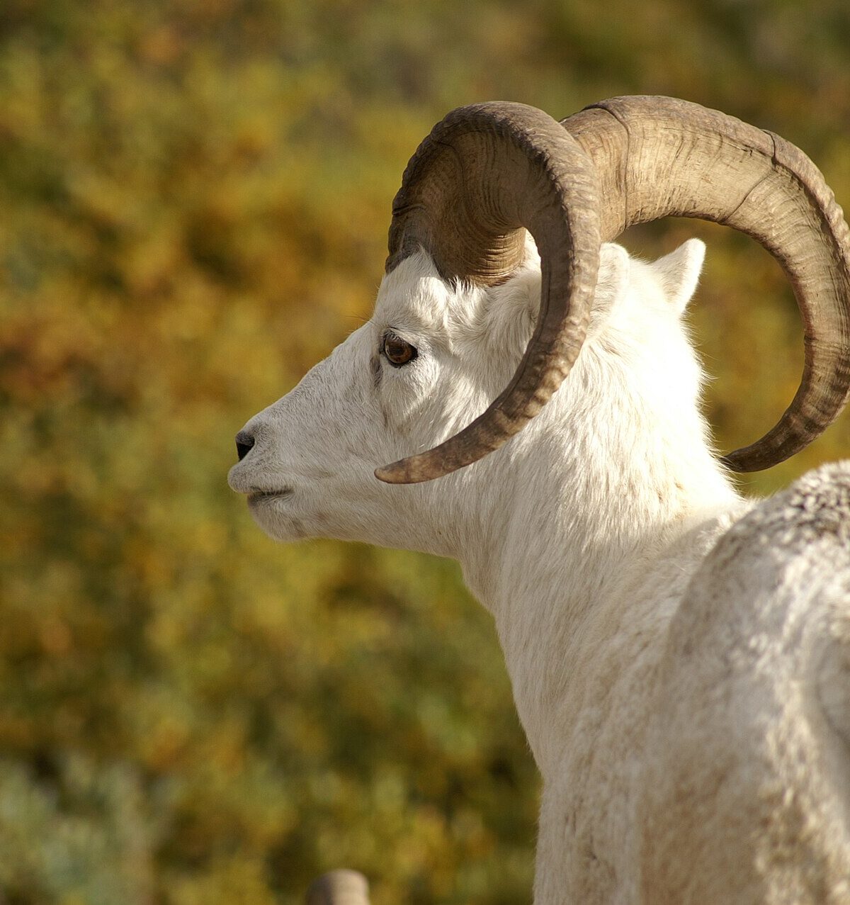 Thinhorn Sheep