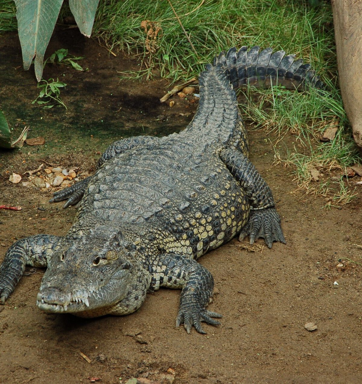 Morelet's Crocodile