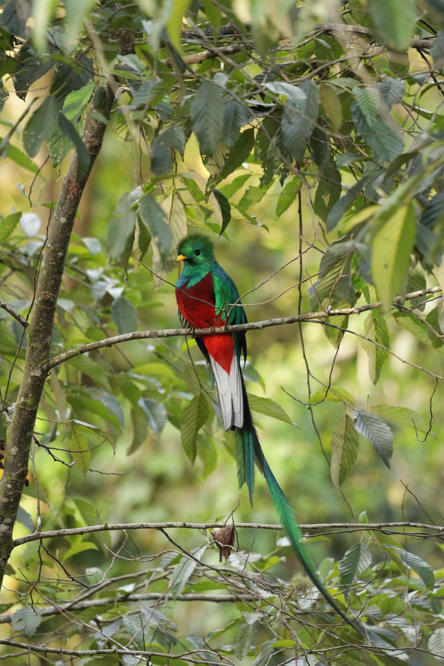 Resplendent Quetzal