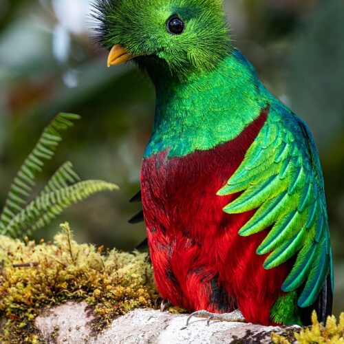 Quetzal