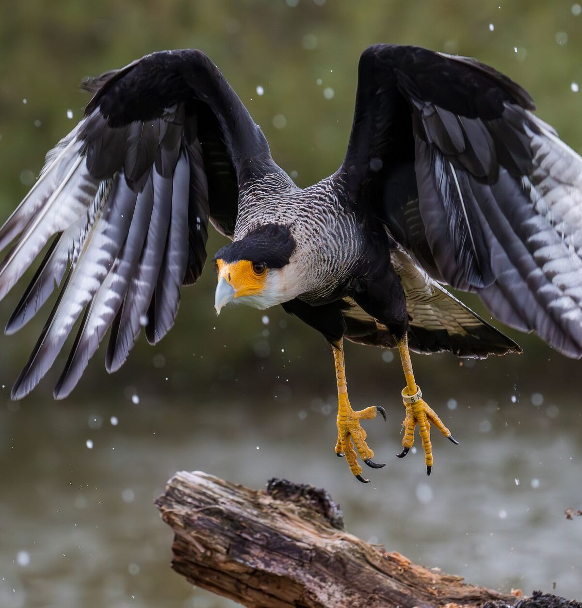 Caracara