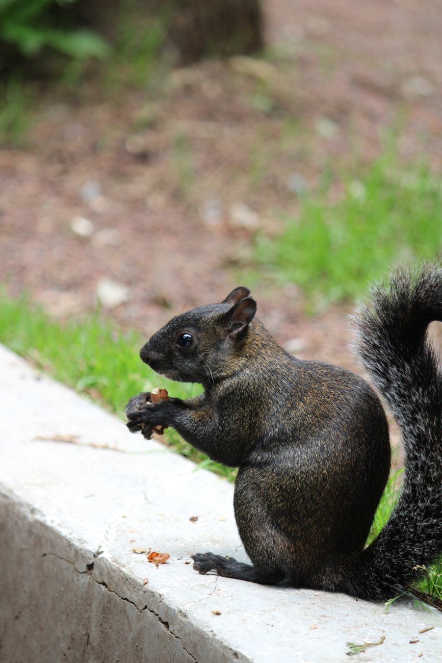 Mexican Gray Squirrel