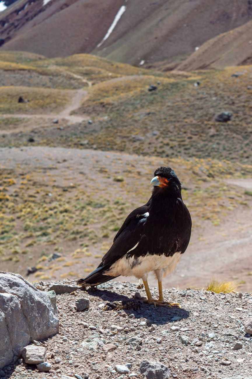 Mountain Caracara