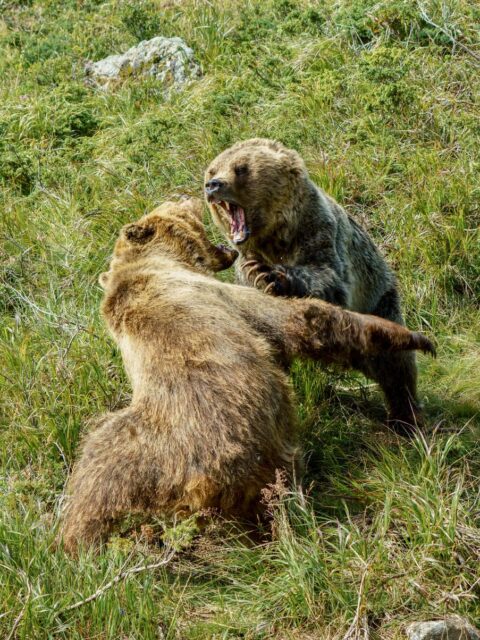 bears