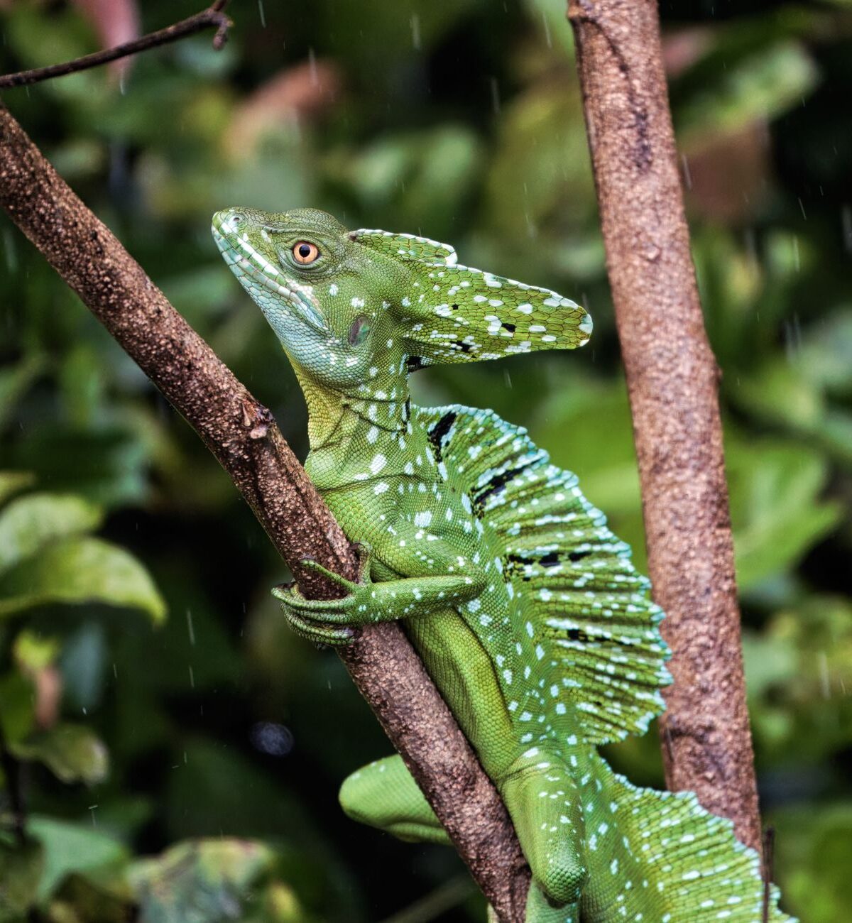 Basilisk Lizard