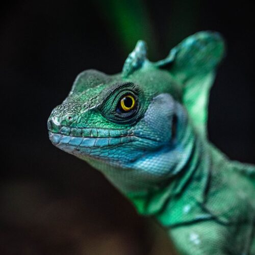 Basilisk