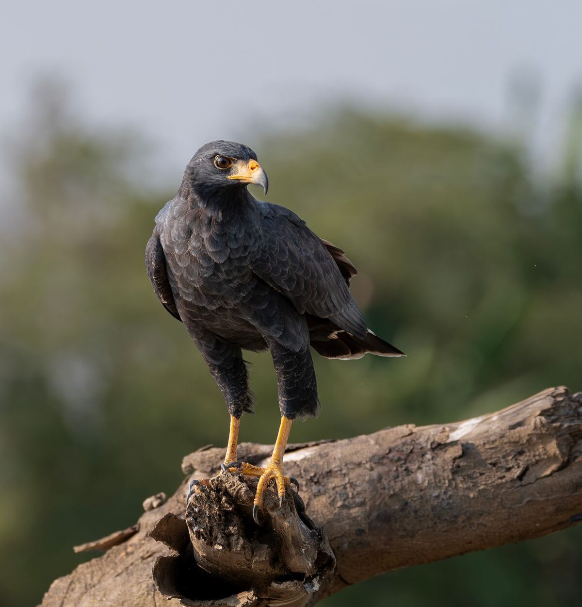 Common Black Hawk