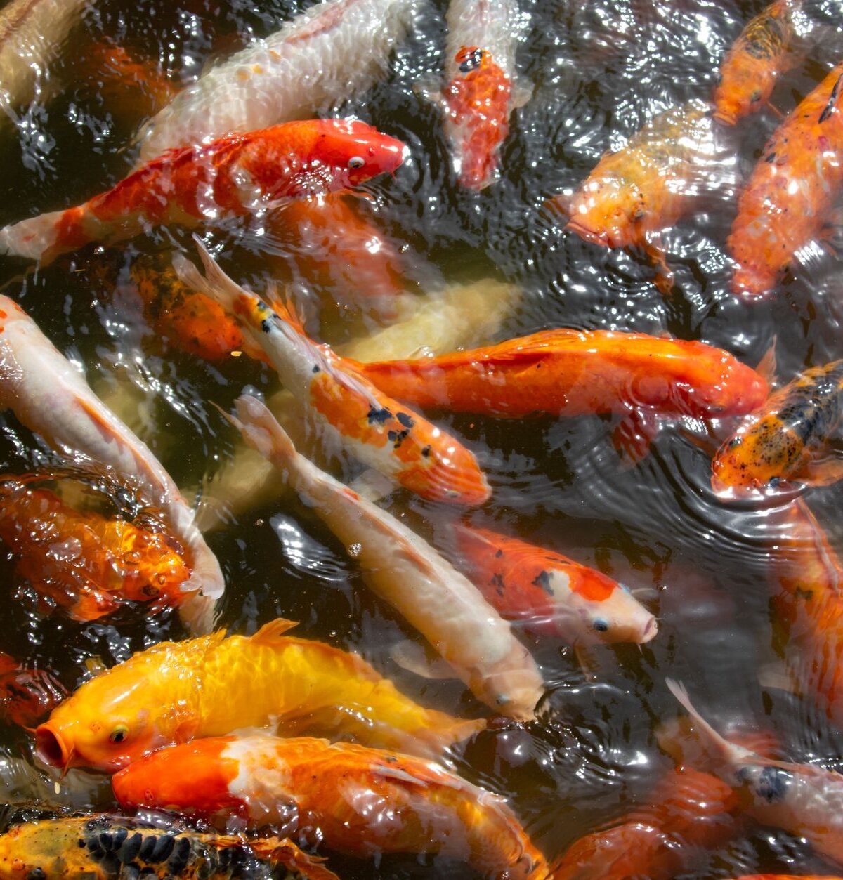 Koi Carp