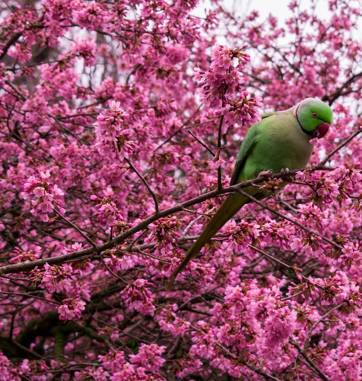 Indian Ringneck Parakeet