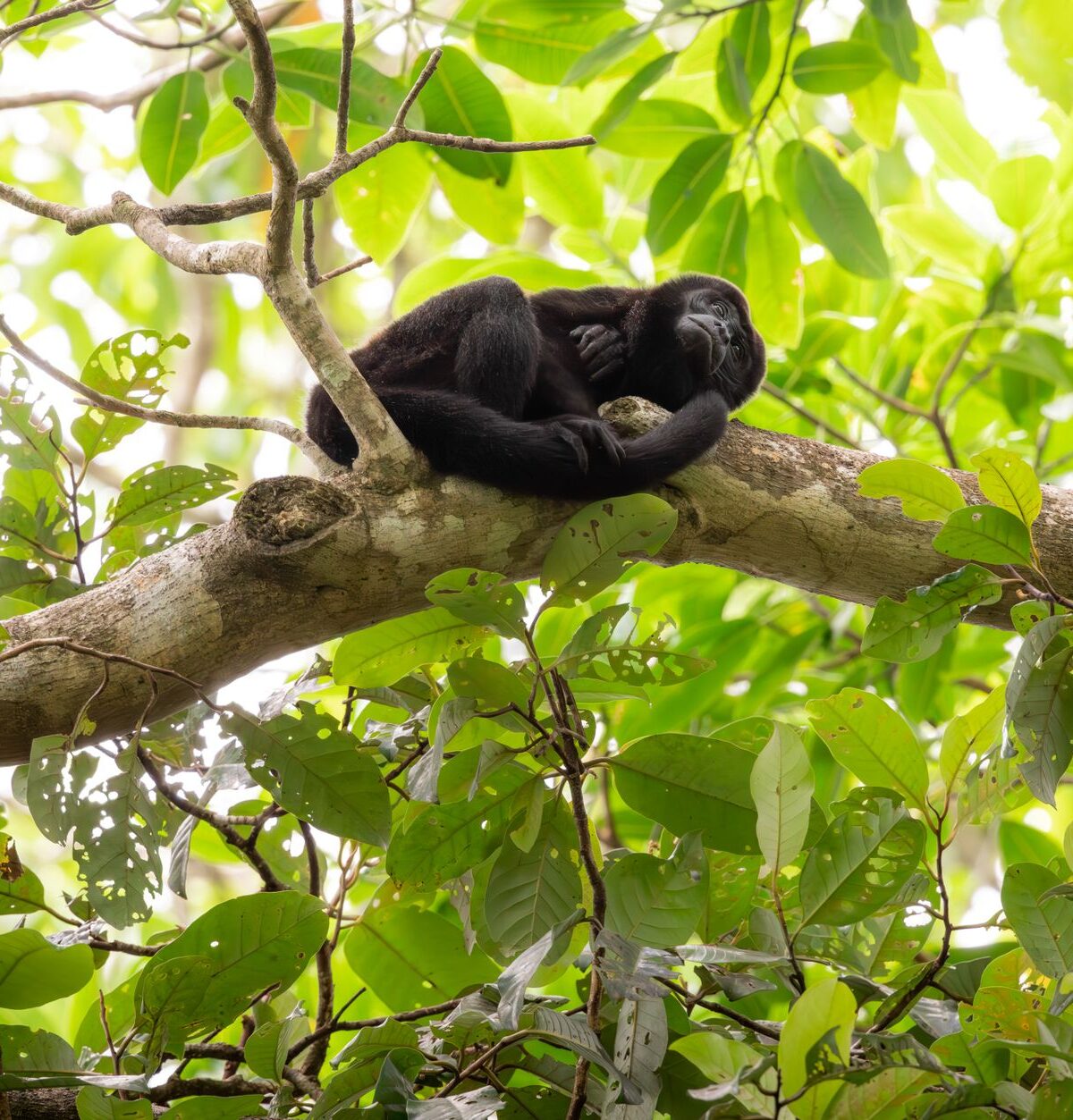 Mantled Howler Monkey