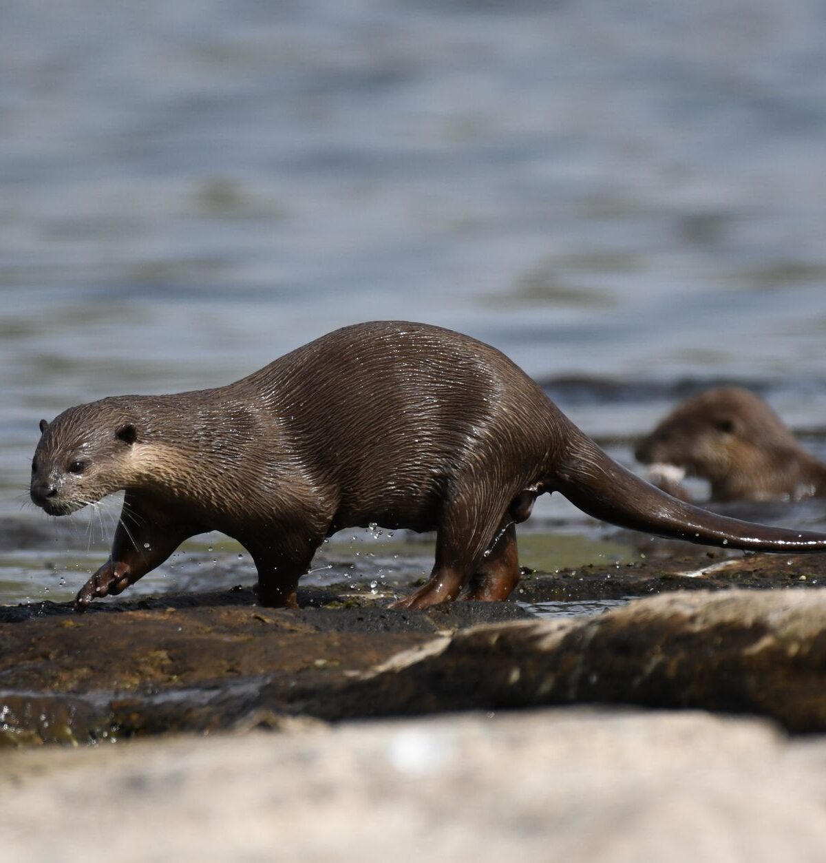 Neotropical Otter