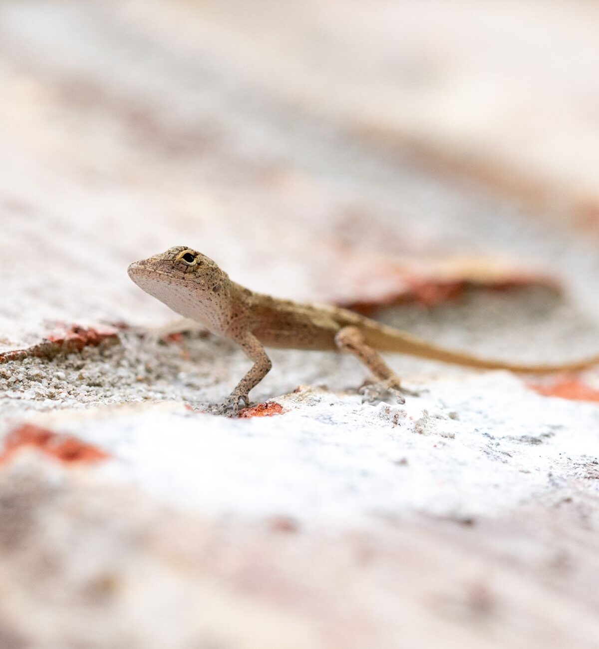 Anole