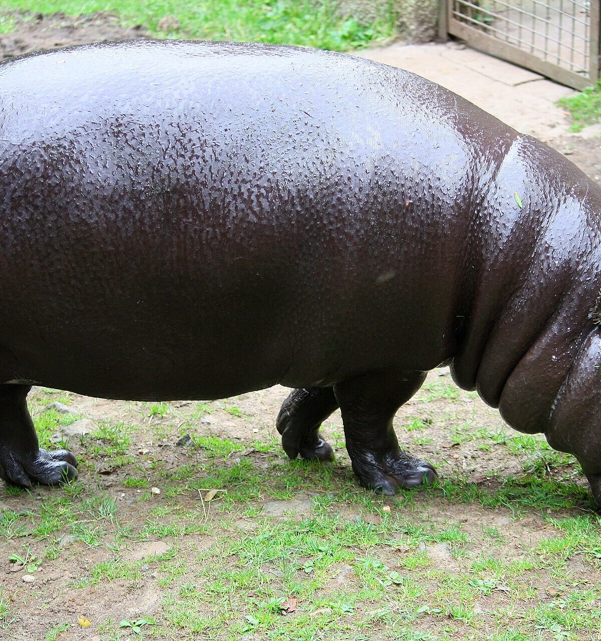 Dwarf Hippopotamus
