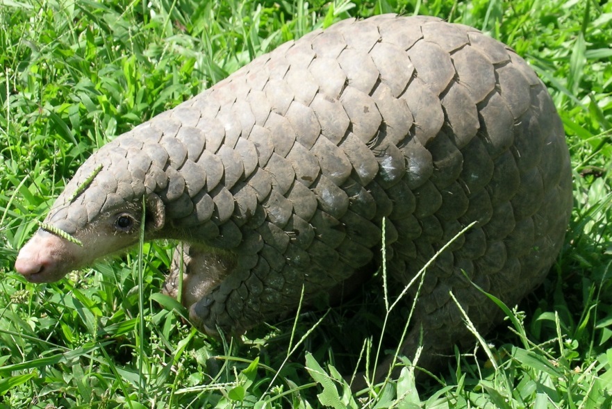 Formosan Pangolin