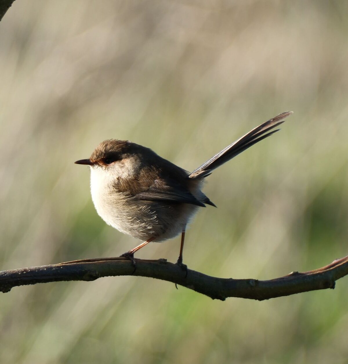 Turquoise Fairywren