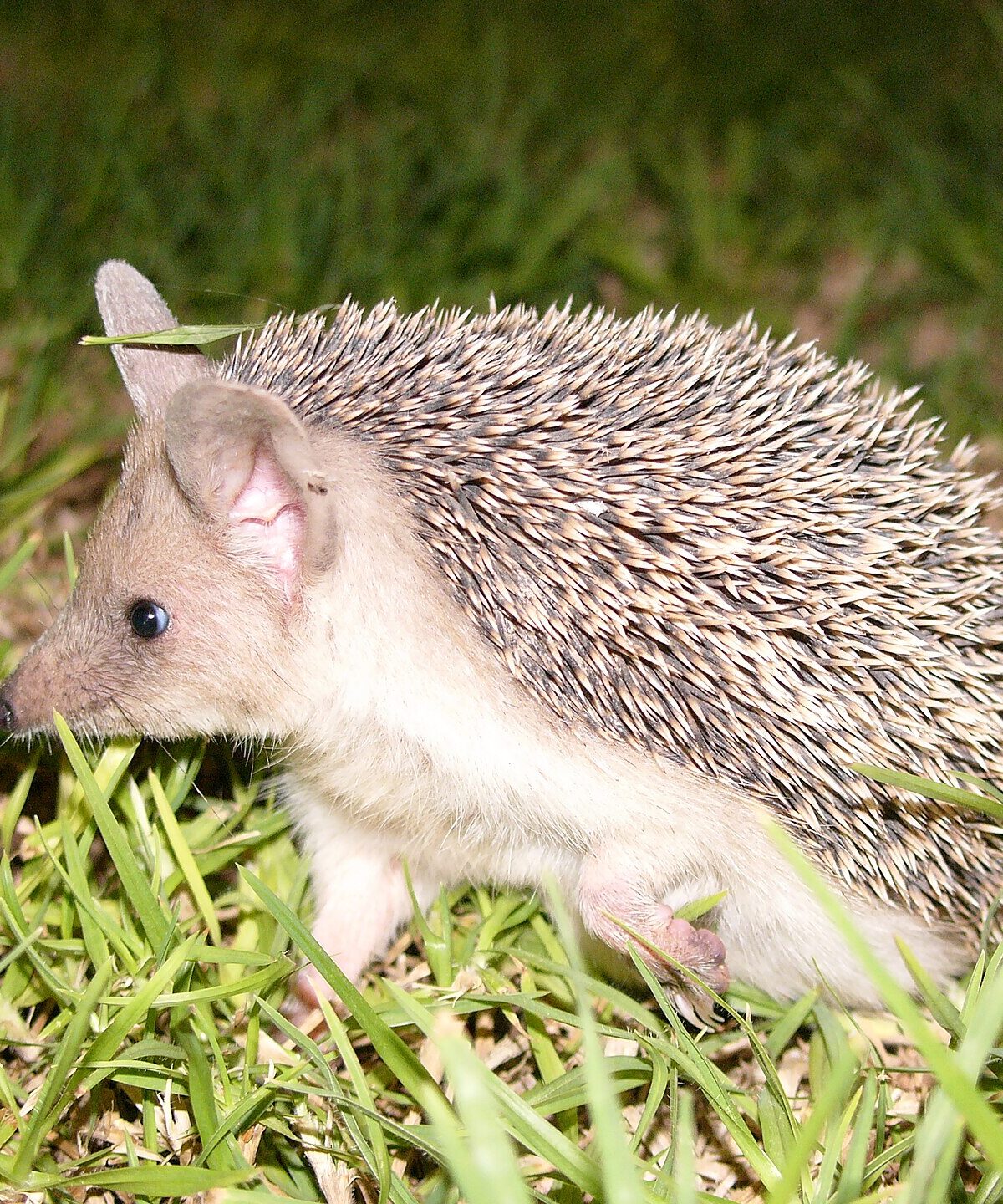 Long-eared Hedgehog