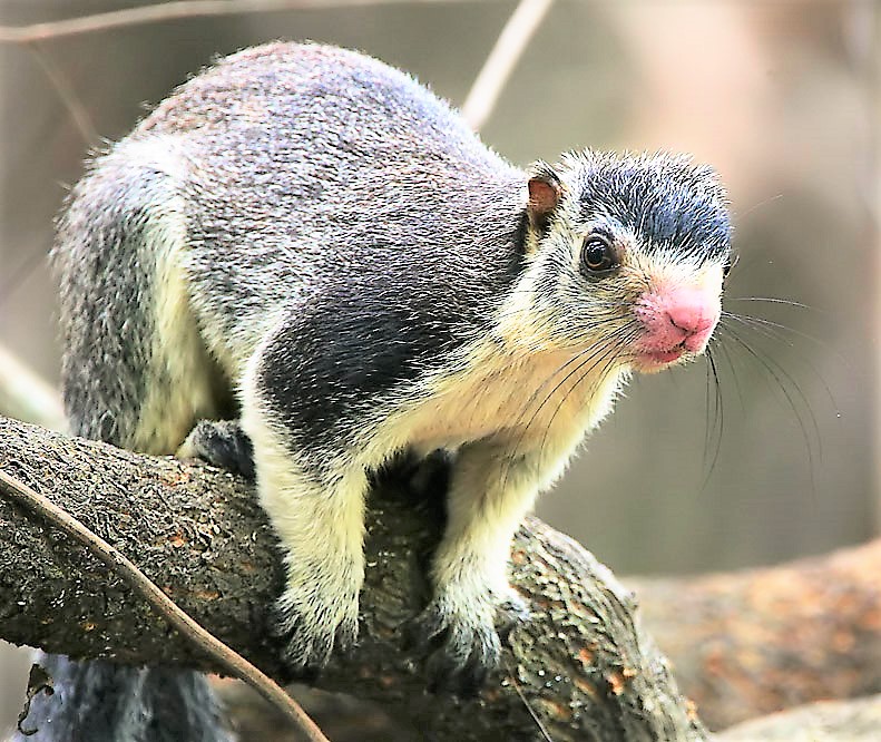 Sri Lankan Giant Squirrel