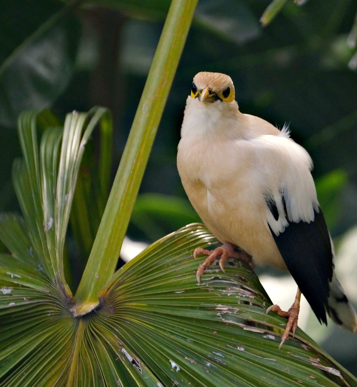 Three-Colored Starling