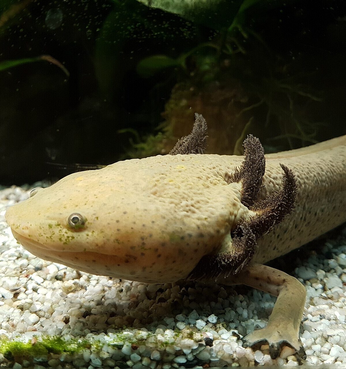 Pátzcuaro Axolotl