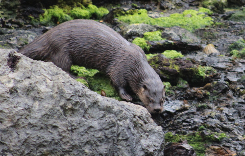Southern River Otter