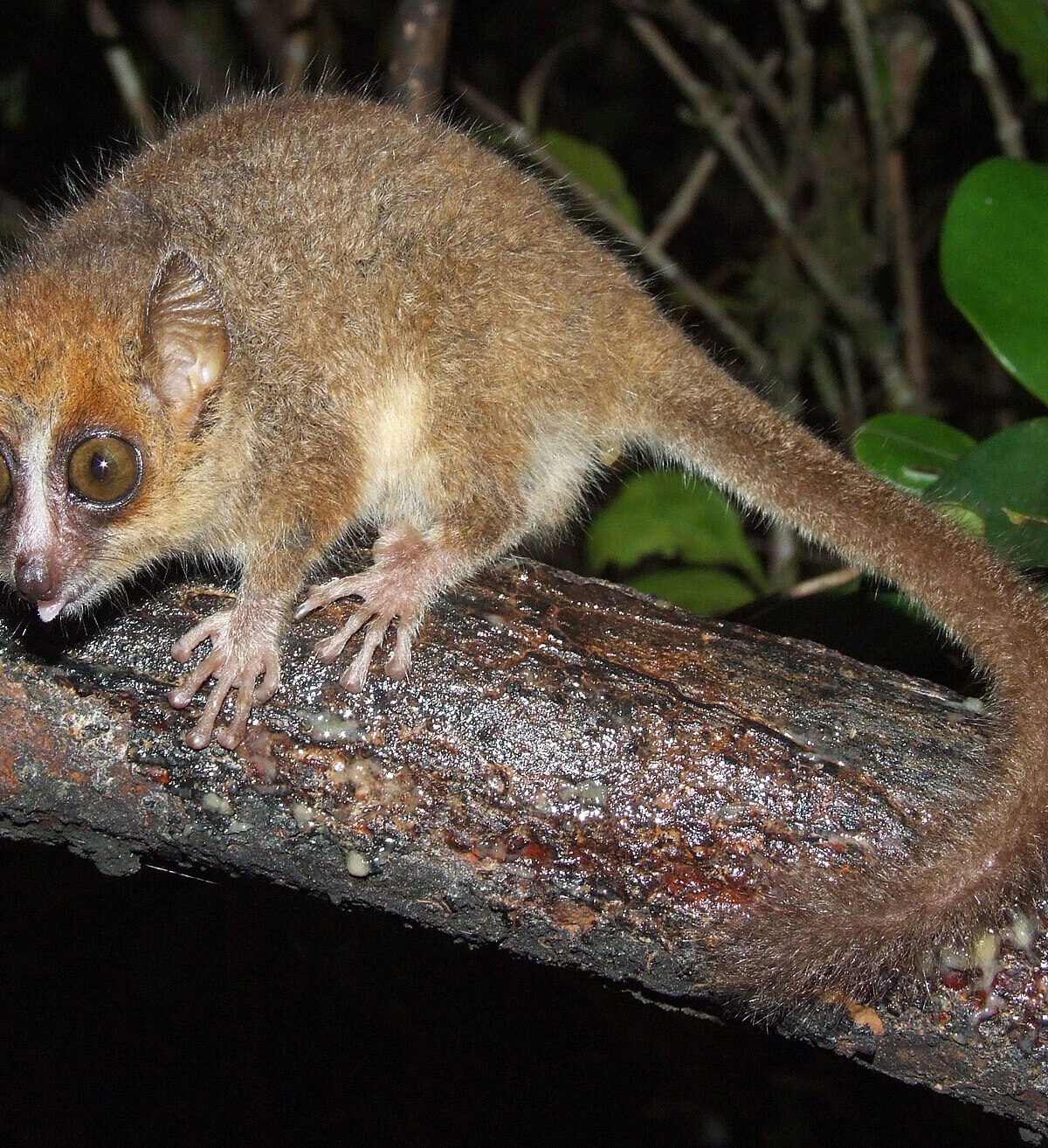 Mouse Lemur
