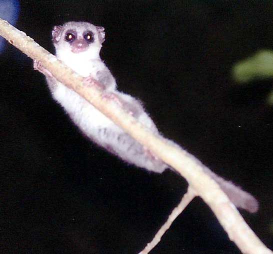Fat-Tailed Dwarf Lemur