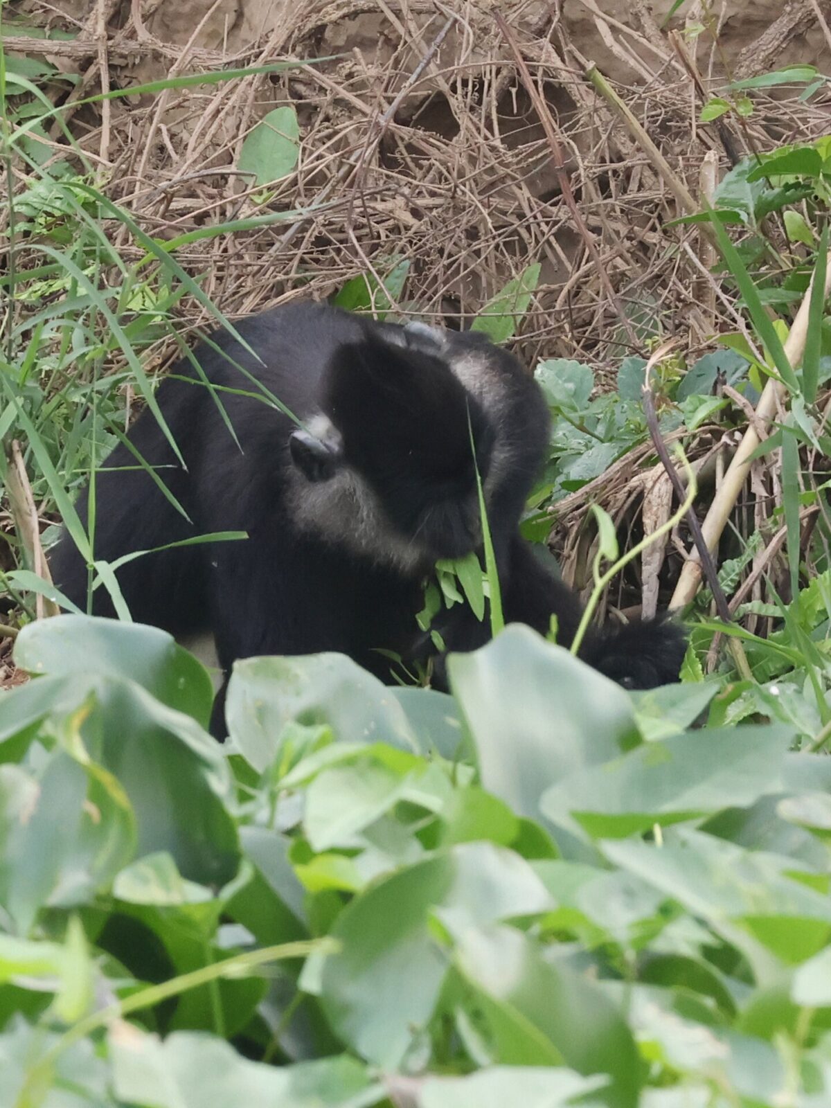 Delacour's Langur