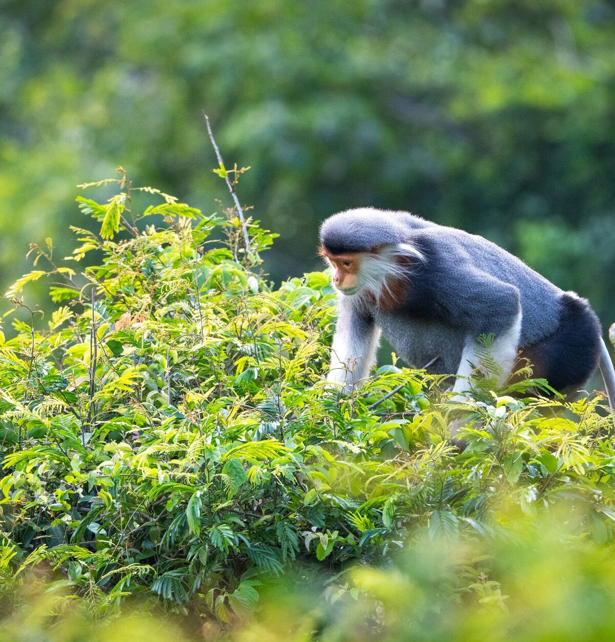 Gray-Shanked Douc Langur