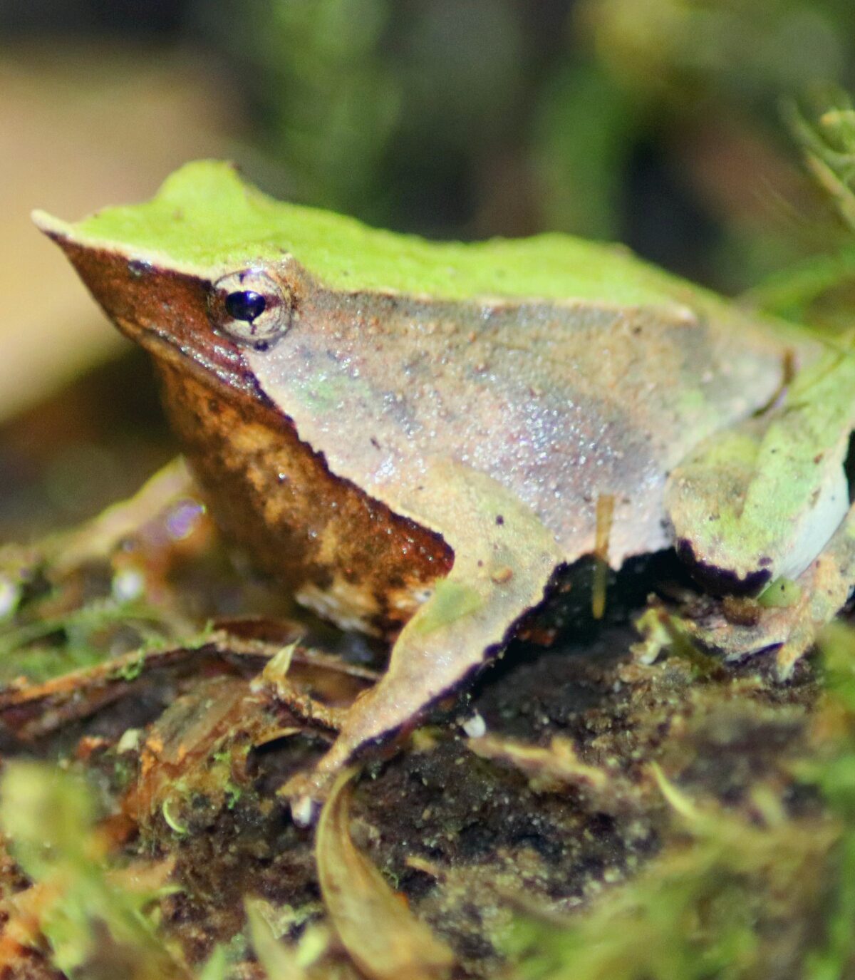 Darwin's Frog
