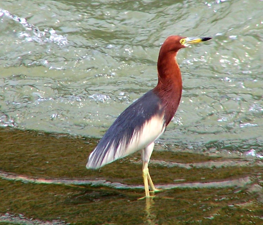 Philippine Red-Backed Heron