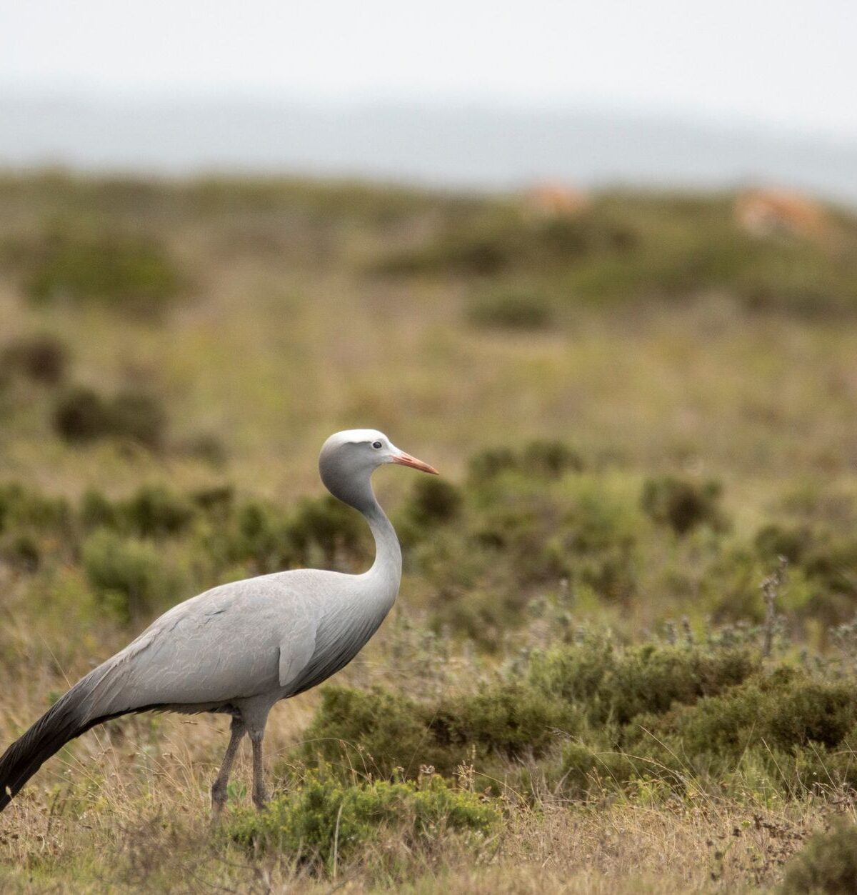 South African Blue Crane