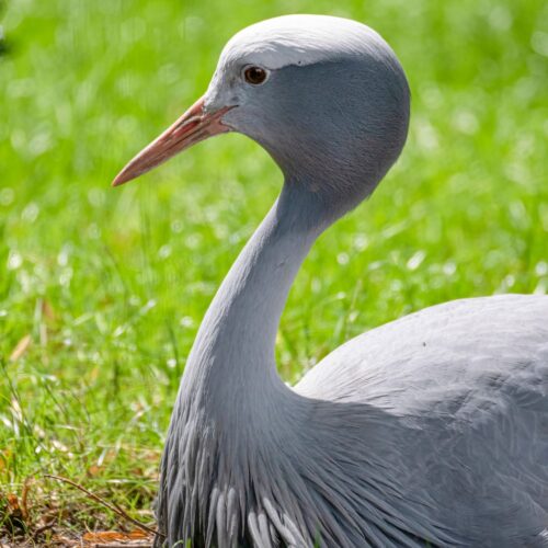 Blue Crane