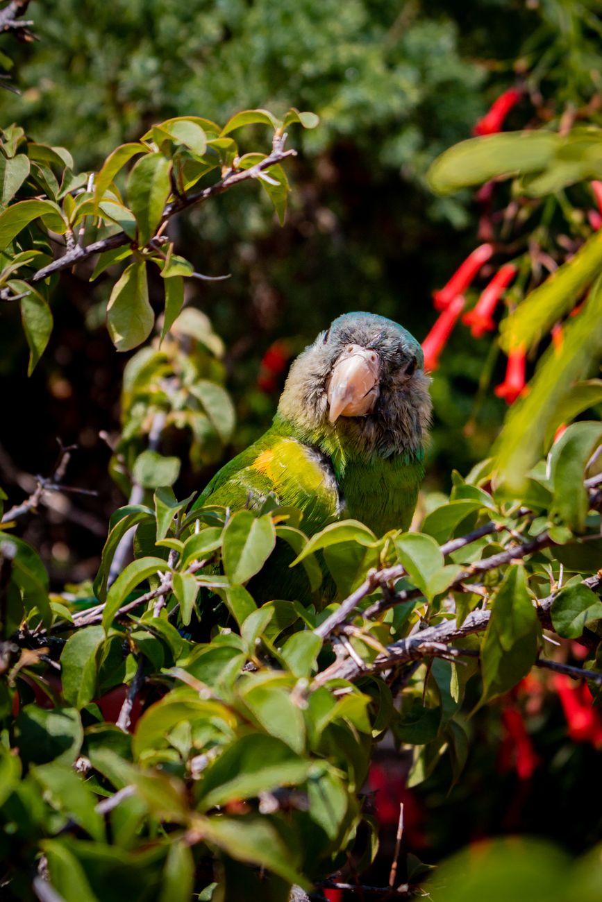 Blue-Crowned Parakeet