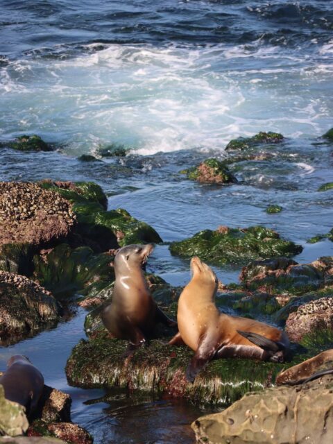 Sea Lions
