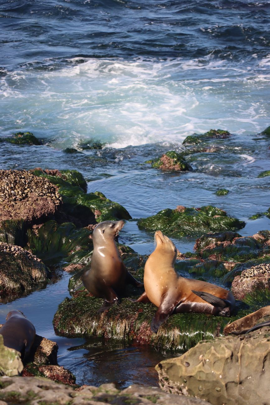 Sea Lions