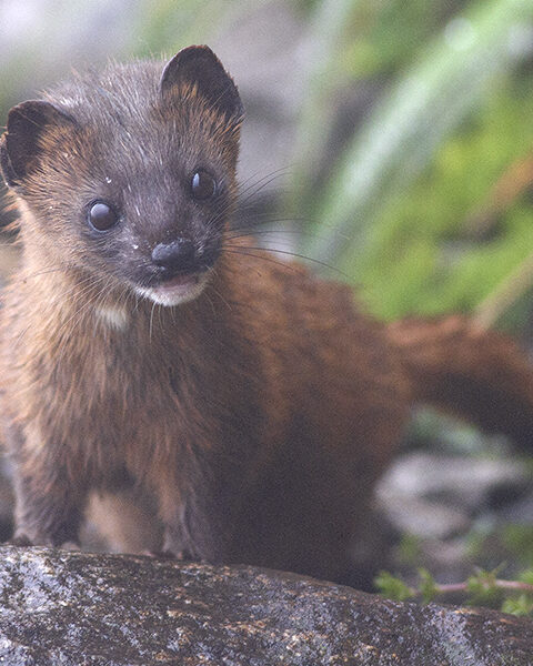 Siberian Weasel