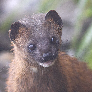 Weasel