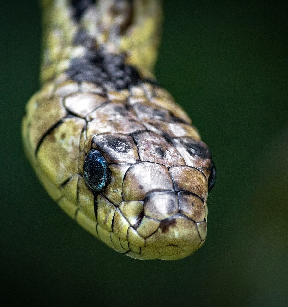 Diadem Snake