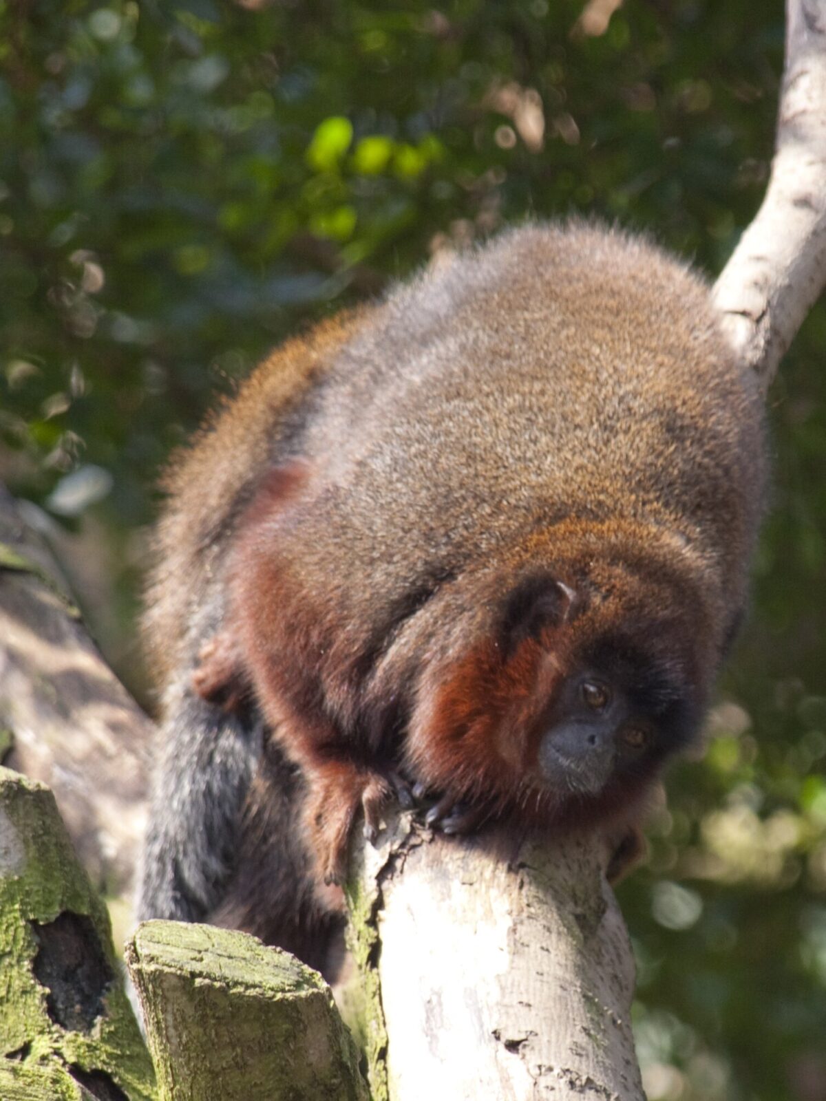 Coppery titi