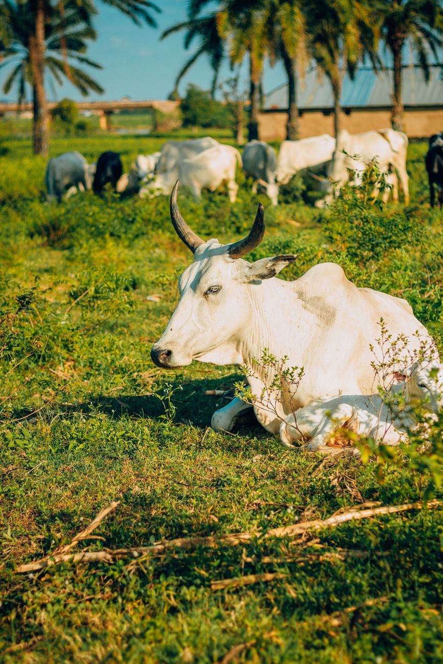 Domestic zebu