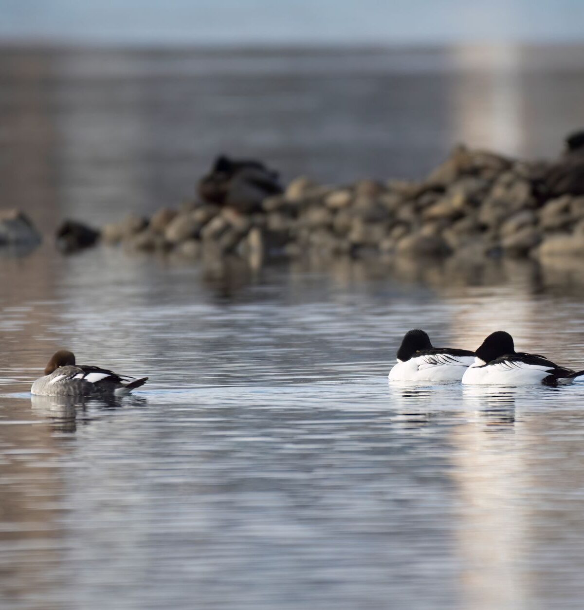 European common goldeneye